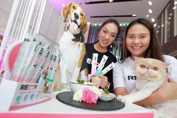 Veterinarian Warned It's Hot and Humid in Every Season be Careful Pets Heat Stroke 1 Veterinarian Warned It's Hot and Humid in Every Season be Careful Pets Heat Stroke